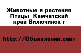 Животные и растения Птицы. Камчатский край,Вилючинск г.